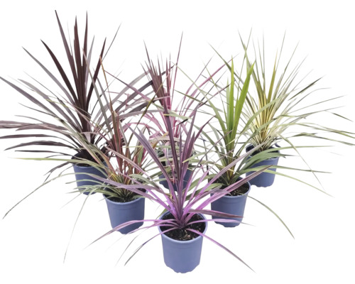 Sex stycken Cordyline-växter med svärdformade blad i olika färger i plastkrukor.