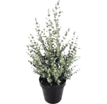 Eucalyptusväxt (Eucalyptus gunnii) i en svart plastkruka med många små, runda blad på upprättstående grenar.