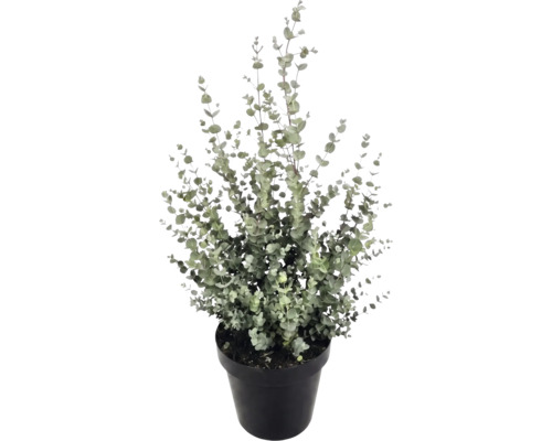 Eucalyptusväxt (Eucalyptus gunnii) i en svart plastkruka med många små, runda blad på upprättstående grenar.