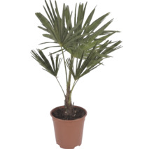 Väderkvarnspalm Trachycarpus fortunei med fjäderformade blad i en brun plastkruka.