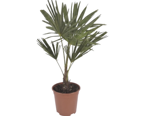 Väderkvarnspalm Trachycarpus fortunei med fjäderformade blad i en brun plastkruka.