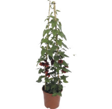 Svartöga (Thunbergia alata) med orange blommor på bambuspaljé i kruka.