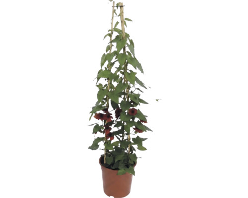 Svartöga (Thunbergia alata) med orange blommor på bambuspaljé i kruka.