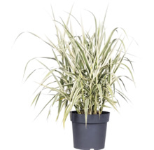 Italienskt rör FLORASELF Arundo donax 'Variegata' 30-100cm Co 3L
