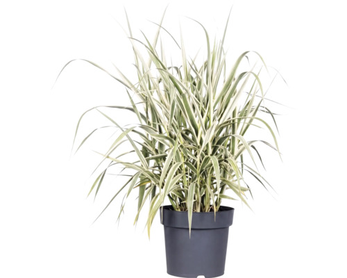 Italienskt rör FLORASELF Arundo donax 'Variegata' 30-100cm Co 3L