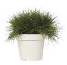 Björnsvingel FLORASELF Festuca gautieri 'AmiGreen' 10-25cm Co 2L
