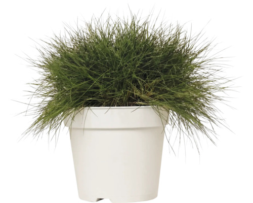 Björnsvingel FLORASELF Festuca gautieri 'AmiGreen' 10-25cm Co 2L