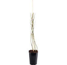 Klätterros FLORASELF Rosa 'New Dawn' 50-80cm Co 3L