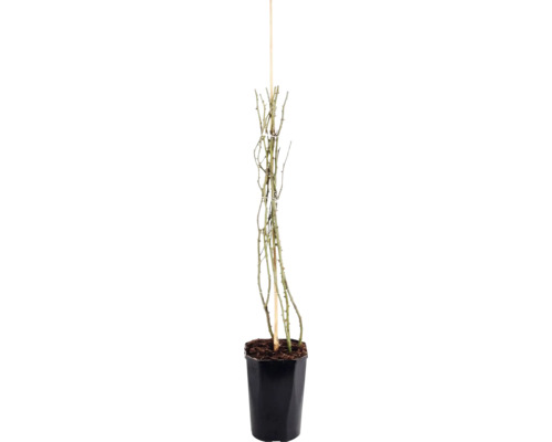 Klätterros FLORASELF Rosa 'New Dawn' 50-80cm Co 3L