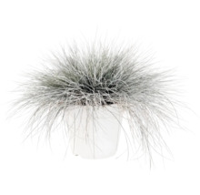 Blåsvingel FLORASELF Festuca glauca 'Intense Blue' 10-25cm Co 2L