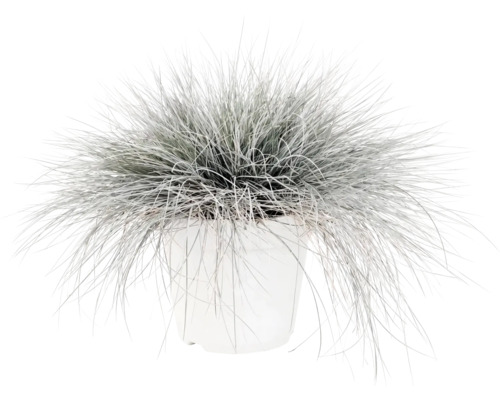 Blåsvingel FLORASELF Festuca glauca 'Intense Blue' 10-25cm Co 2L
