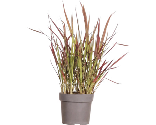 Gräsmix Co 10L