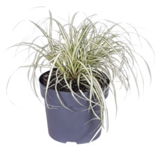 Gräsmix Co 10L