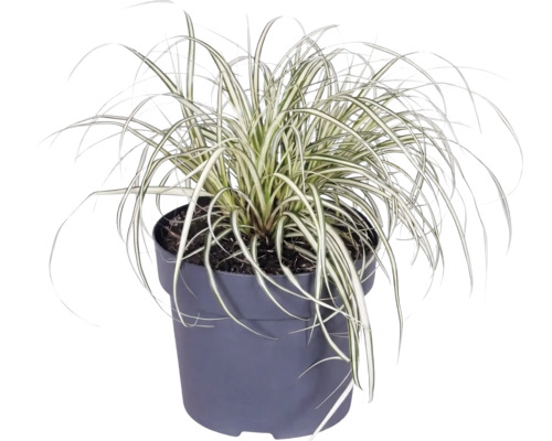 Gräsmix Co 10L