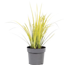 Gräsmix Co 10L