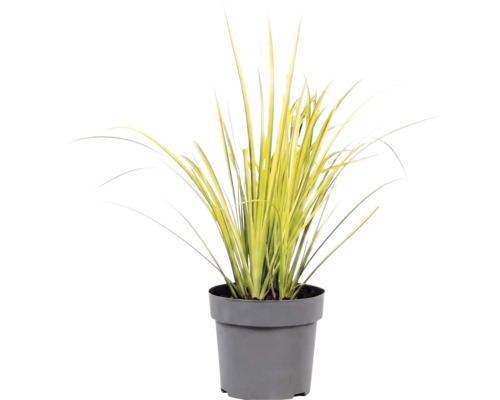 Gräsmix Co 10L