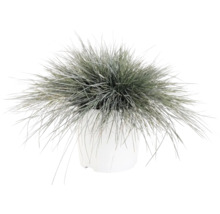 Blåsvingel FLORASELF Festuca glauca 'Intense Blue' 15-30cm Co 5L