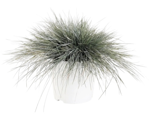 Blåsvingel FLORASELF Festuca glauca 'Intense Blue' 15-30cm Co 5L
