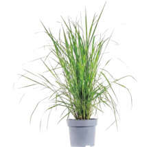 Gräsmix Co 10L