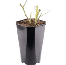 Buskros FLORASELF Rosa 'Hansestadt Rostock' 15-60cm Co 3L