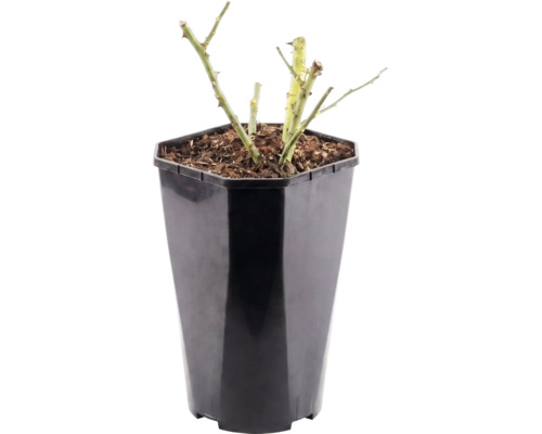 Buskros FLORASELF Rosa 'Hansestadt Rostock' 15-60cm Co 3L