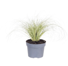 Gräsmix Co 10L