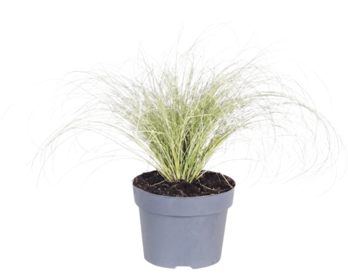 Gräsmix Co 10L