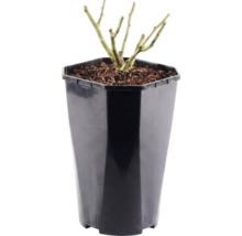 Buskros FLORASELF Rosa 'Red Meilove' 15-60cm Co 3L