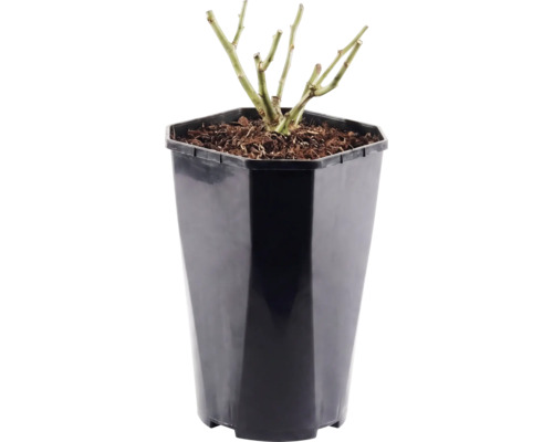 Buskros FLORASELF Rosa 'Red Meilove' 15-60cm Co 3L