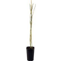 Klätterros FLORASELF Rosa 'Climbing Iceberg' 50-80cm Co 3L