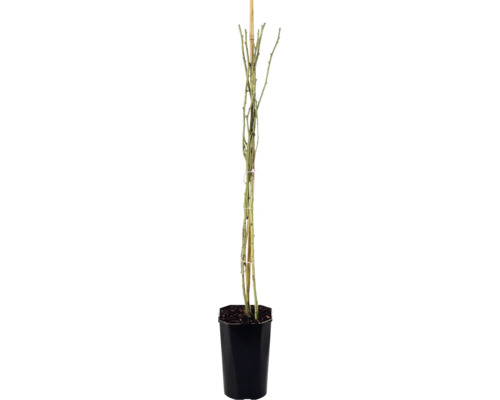 Klätterros FLORASELF Rosa 'Climbing Iceberg' 50-80cm Co 3L