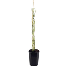 Klätterros FLORASELF Rosa 'Newsflash' 50-80cm Co 3L