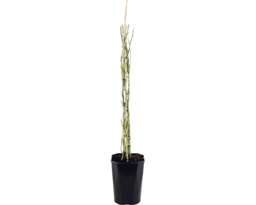Klätterros FLORASELF Rosa 'Newsflash' 50-80cm Co 3L