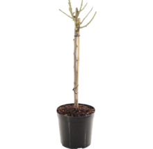 Uppstammad ros FLORASELF Rosa 'Red Meilove' stamhöjd 60cm Co 5L