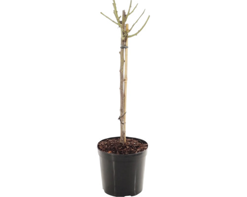 Uppstammad ros FLORASELF Rosa 'Red Meilove' stamhöjd 60cm Co 5L