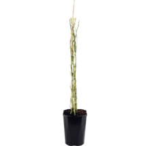 Klätterros FLORASELF Rosa 'Bonita Renaissance' 100-120cm Co 5L