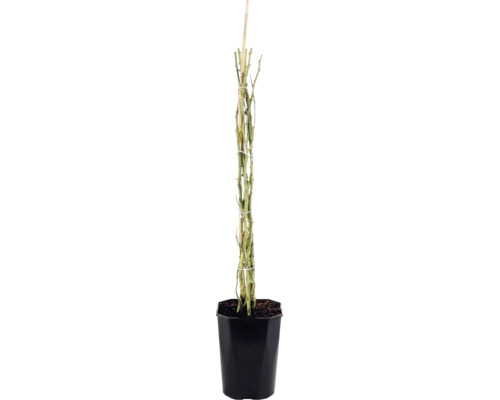 Klätterros FLORASELF Rosa 'Bonita Renaissance' 100-120cm Co 5L
