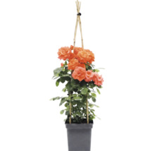 Klätterros FLORASELF Rosa 'Newsflash' 100-120cm Co 5L