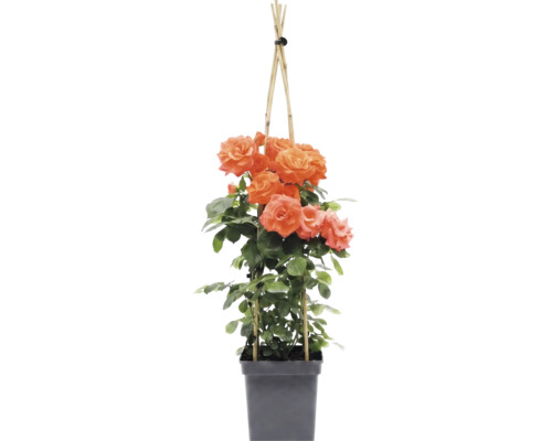 Klätterros FLORASELF Rosa 'Newsflash' 100-120cm Co 5L