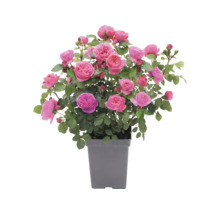 Ros FLORASELF 'Leonardo da Vinci'® Co 5L