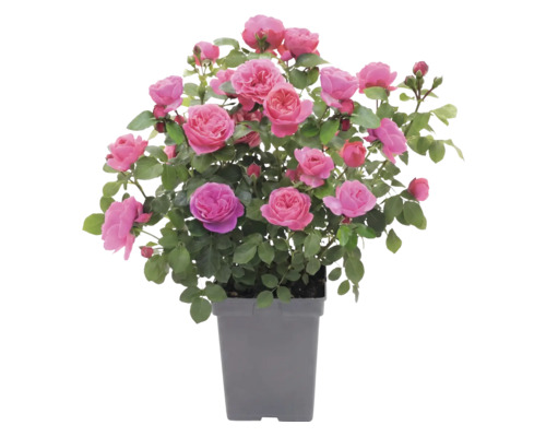 Ros FLORASELF 'Leonardo da Vinci'® Co 5L
