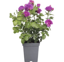 Ros FLORASELF Rosa 'Minerva' 30-50cm Co 5L