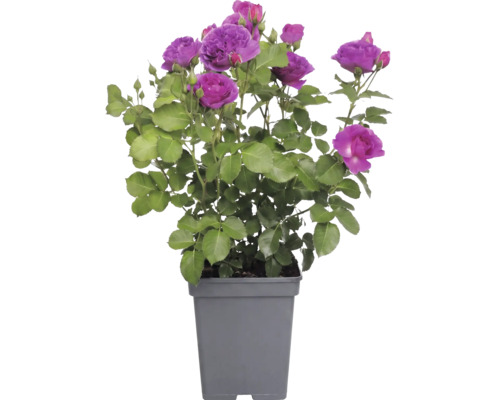 Ros FLORASELF Rosa 'Minerva' 30-50cm Co 5L