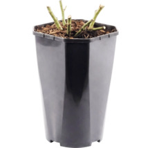Buskros FLORASELF 'Red Leonardo da Vinci'® 30-40cm Co 3L