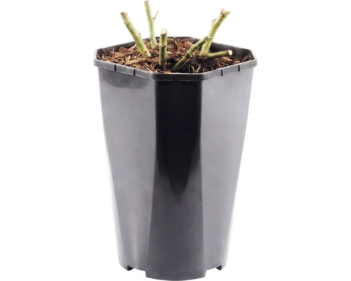 Buskros FLORASELF 'Red Leonardo da Vinci'® 30-40cm Co 3L