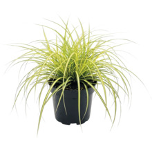 Japansk starr FLORASELF Carex oshimensis 'Evergold' 5-20cm D14cm