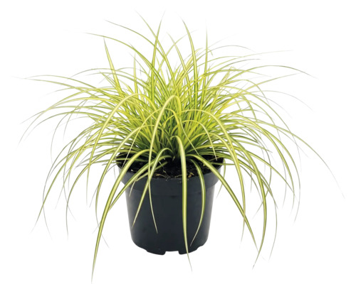 Japansk starr FLORASELF Carex oshimensis 'Evergold' 5-20cm D14cm