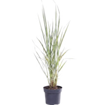 Jungfruhirs FLORASELF Panicum virgatum 'Northwind' 20-80cm Co 3L
