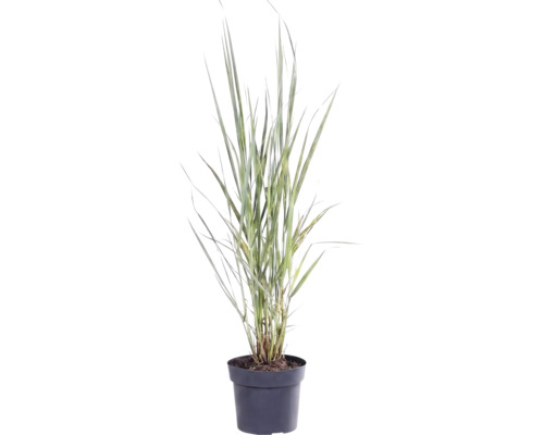 Jungfruhirs FLORASELF Panicum virgatum 'Northwind' 20-80cm Co 3L