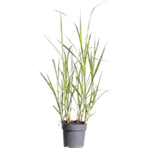 Elefantgräs FLORASELF Miscanthus giganteus 20-80cm krukstorlek 14cm